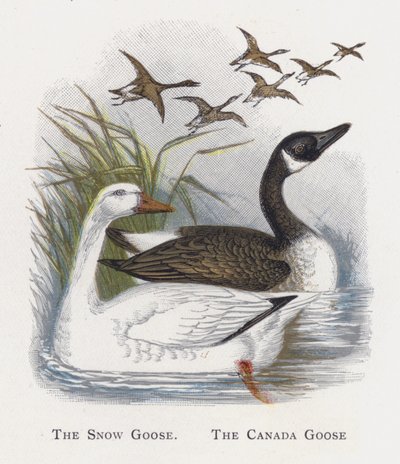 De Sneeuwgans, De Canadese Gans door Alexander Francis Lydon